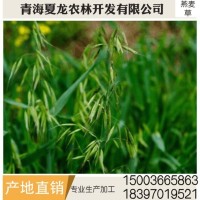 燕麥草 養殖場燕麥草 牛羊、兔子、荷蘭豬和豚鼠寵物牧草