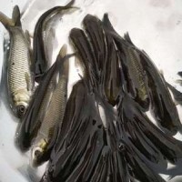 【基地直銷】草魚苗 鯇魚苗 長江草魚苗 淡水魚苗批發 規格齊全