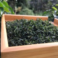 新茶春茶廠家直銷(xiāo) 小葉苦丁青山綠水大量批發(fā)毛冬青