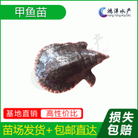 中華鱉甲魚苗優(yōu)質水魚苗淡水養(yǎng)殖活體魚苗批發(fā)