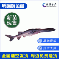 鴨嘴魚苗 匙吻鱘魚苗 高產優質美國匙吻鱘 淡水養殖活體魚苗批發