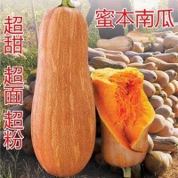 早栗蜜本南瓜種子超甜粉面蜜本甜南瓜早熟高產耐貯運四季蔬菜種籽