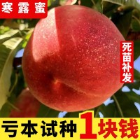 寒露蜜桃樹苗 嫁接桃樹苗 晚熟桃苗 雪桃樹苗南方北方種植 果樹苗