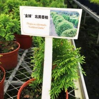 北美香柏育苗綠植盆栽家庭陽臺園藝批發