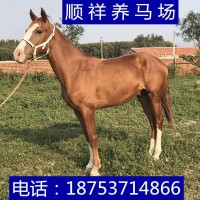 公司開(kāi)業(yè)慶典用馬白馬純血馬汗血馬伊犁馬阿拉伯馬租賃半血馬養(yǎng)殖