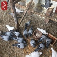 草乳鴿新鮮鴿子蘇北農家自家散養土鴿現殺順豐一件代發