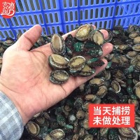 廠家批發活凍小鮑魚網紅麻辣小海鮮 餐飲佛跳墻食材 社區團購代發