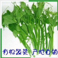 批發絲瓜尖 蔬菜 綠色食品 絲瓜藤