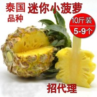 泰國(guó)品種小菠蘿新鮮熱帶水果鳳梨吉普島香水小菠蘿批發(fā)一件代發(fā)