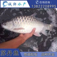 馬來西亞國寶魚 蘇丹魚 皇帝魚 忘不了魚 魚苗供應