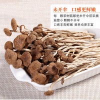 茶樹菇新貨古田特產(chǎn) 茶樹菇不開傘特產(chǎn)批發(fā) 干貨散裝無(wú)熏廠家批發(fā)