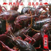 興化農家 養殖清水小龍蝦鮮活批發 4/5/6錢白鰓肉質飽滿干凈