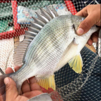 東山島深海黃翅魚500g 2條左右 深海海捕黃鯛魚 海鮮水產(chǎn)