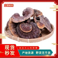 云南土特產(chǎn)中藥材滋補(bǔ)品 野靈芝 朵型完整煲湯食材250g批發(fā)