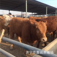 嘉誠大型養殖場魯西黃牛肉牛犢 西門塔小牛犢教技術價議價