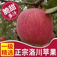 產地直發陜西延安洛川紅富士蘋果5斤/10斤脆甜新鮮水果一件代發