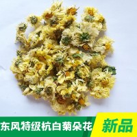 杭白菊朵花廠家批發(fā)桐鄉(xiāng)菊花胎菊精選杭白菊花茶花果茶廠家直銷