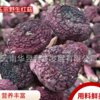 云南特產(chǎn)大紅菇2021新貨紫面菇人工挑選朵型完整口感脆嫩產(chǎn)地批發(fā)