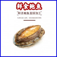 【工廠現貨批發】大連鮮食鮑魚 可除膜 黃金鮑 貨源充足電商專供