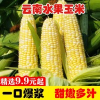 云南水果玉米10斤新鮮生吃甜玉米棒子粘苞谷米現(xiàn)摘糯蔬菜