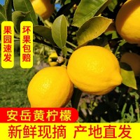 果園直發(fā)安岳黃檸檬 新鮮皮薄多汁，包郵 帶箱稱(chēng)重. 壞果包賠