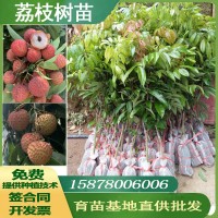 廣西果樹苗優(yōu)質(zhì)荔枝樹苗桂味荔枝妃子笑荔枝仙進奉荔枝苗基地批發(fā)