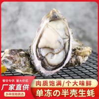 福建沿海海鮮半殼生蠔燒烤食材肉質(zhì)肥嫩新鮮單凍半殼生蠔支持貼牌