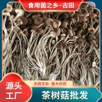 古田特產茶樹菇500g土楊樹菇不開傘茶薪菇食用菌干貨柳松菇批發  10包起批