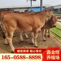 黃牛肉牛犢改良 肉牛價格怎么樣 養殖批發牛苗 肉?；钆? onmouseover=