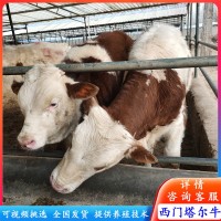 訂購肉牛改良牛 西門塔爾牛犢 夏洛萊牛苗價(jià)格 西門塔爾牛養(yǎng)殖場(chǎng)