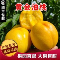 黃油桃現(xiàn)摘黃金油桃 4.5-5斤裝新鮮應(yīng)季脆甜多汁黃肉桃子  2箱起批