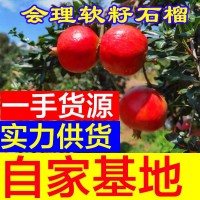 四川會理突尼斯甜青軟籽石榴皮薄多汁大紅石榴新鮮水果