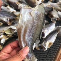 鱸魚干跑江湖展會地攤深海鱸魚干干魚魚干水產干貨鱸魚