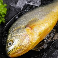 海鮮水產鮮活黃花魚 新鮮黃魚冷凍大黃魚深海魚類 連云港水產批發