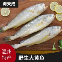 源產地批發(fā)海水產品海鮮 冷凍東海大黃魚大黃花魚海魚現(xiàn)貨