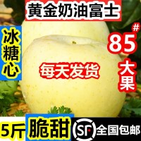 煙臺黃金奶油富士蘋果糖心當季整箱山東棲霞白蘋果禮品盒   3盒起批