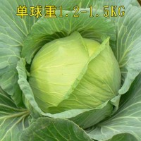 京豐甘藍(lán)種子種籽苗大頭菜包菜早熟耐寒抱球緊秋季蔬菜孑四季子