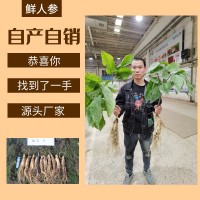 鮮人參500g長白山人參一手貨源帶土鮮參泡酒煲湯參壞包賠現挖現賣