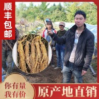 鮮人參500g長白山人參一手貨源帶土鮮參泡酒煲湯參壞包賠現挖現賣