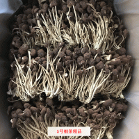 君志 江西廣昌5號茶樹菇干貨批發(fā) 散裝不開傘精選細條 產(chǎn)地貨源 2件起批