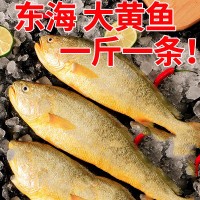 東海大黃花魚新鮮大黃魚鮮活冷凍生鮮海鮮類水產大海魚