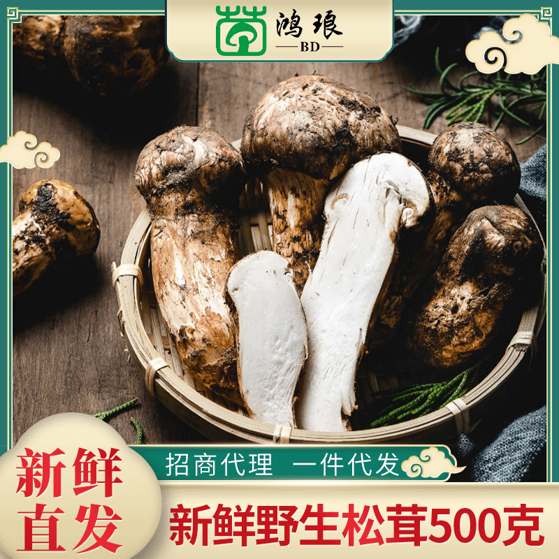 產(chǎn)地直供食用菌新鮮松茸散裝500g云南特產(chǎn)煲湯新鮮現(xiàn)貨批發(fā)