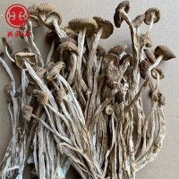 新貨不開傘茶樹菇干貨批發(fā) 古田茶薪菇一手貨源產(chǎn)地一份500g  2件起批