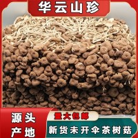 新貨不開傘茶樹菇古田食用菌 福建干貨500g袋裝未開傘茶樹菇批發 2包起批