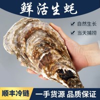 廠家現貨新鮮海產品鮮活帶殼乳山生蠔批發5斤牡蠣水產海鮮海蠣子