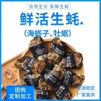 廠家現貨乳山帶殼新鮮海蠣子鮮活牡蠣海鮮水產生蠔大量批發(fā)代發(fā)