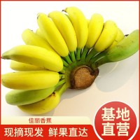 當季佳麗香蕉 香甜軟糯新鮮孕婦水果小販地攤貨源banana整箱批發