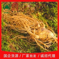 吉林森工廠家批發帶土鮮人參各種規格泡酒煲湯送禮長白山鮮參包郵