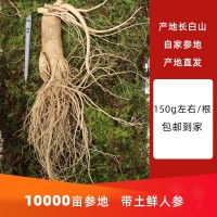 [包郵]長白山新鮮人參散裝現挖帶土圓參泡酒煲湯東北特產鮮參批發