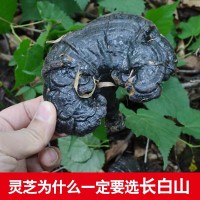 批發長白山深山黑靈芝 東北特產 整支靈芝500克/件 林芝切片一斤